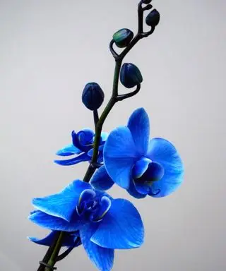 푸른 나방 난초