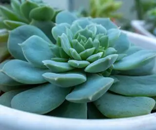 블루 에케베리아