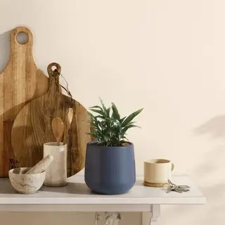 easyplant.com 블루 스타 펀