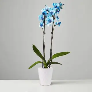 Plants.com 푸른 난초