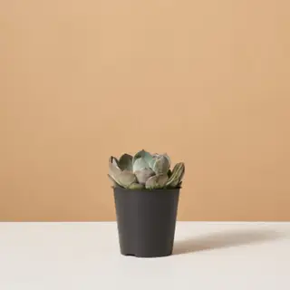 Bedste blå stueplanter – for at skabe et roligt indendørsmiljø