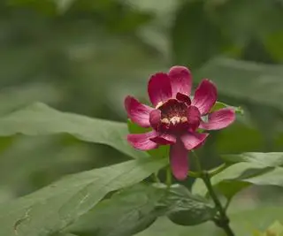 Calycanthus florescendo com flor vermelha aberta e folhagem verde