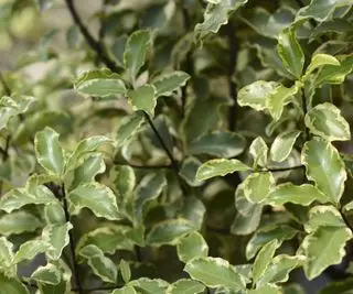 Pittosporum tenuifolium com folhagem verde e branca