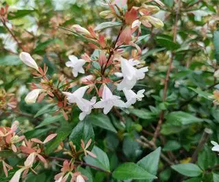 Flores brancas de uma abélia no verão