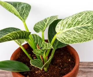 Philodendron „Birkin“
