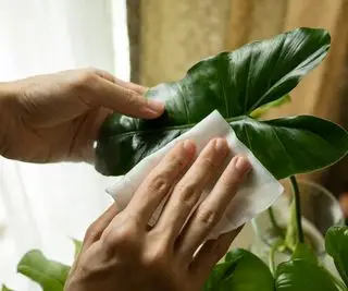 Reinigen Sie das Philodendronblatt mit Seidenpapier