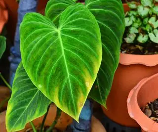 Grüner Philodendron. Herrliche Blattnaturstruktur