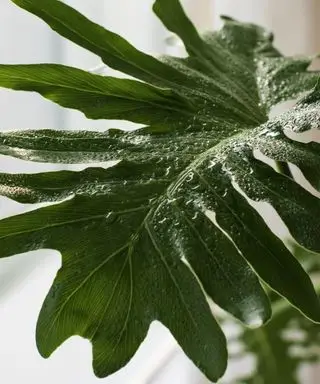 Befeuchten Sie das Philodendron-Selloum-Blatt mit Sprühwasser