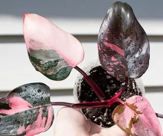 Wunderschönes leuchtend rosa und schwarzes Blatt von Philodendron Pink Princess