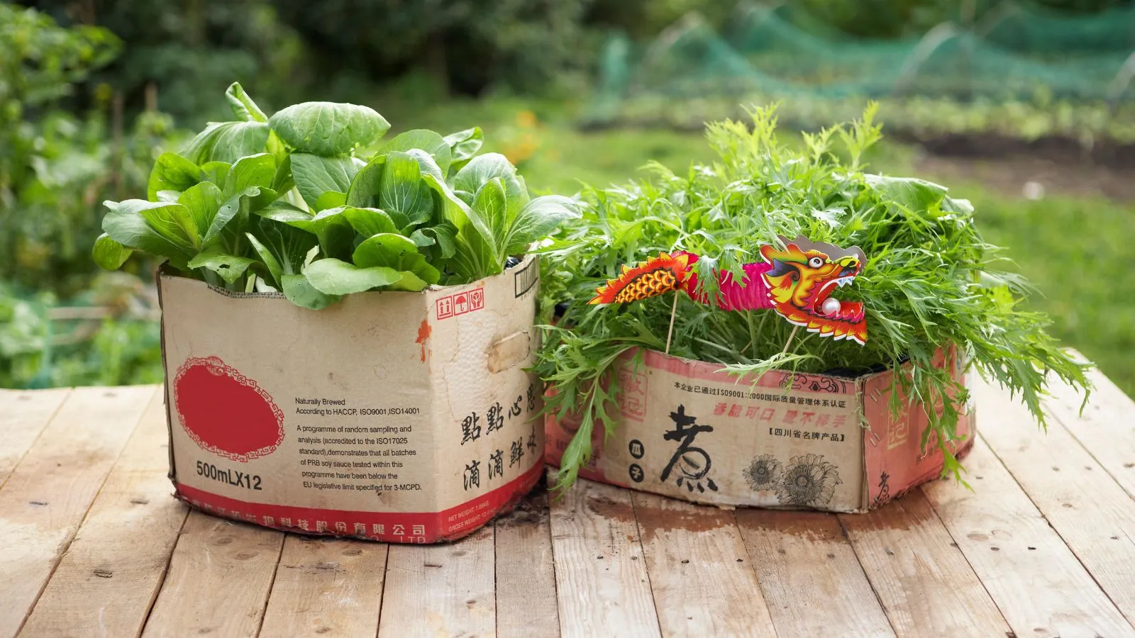 Kartons gefüllt mit Bok Choi und Rucola' loading='lazy' title=