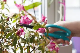 beskjæring av rhododendron