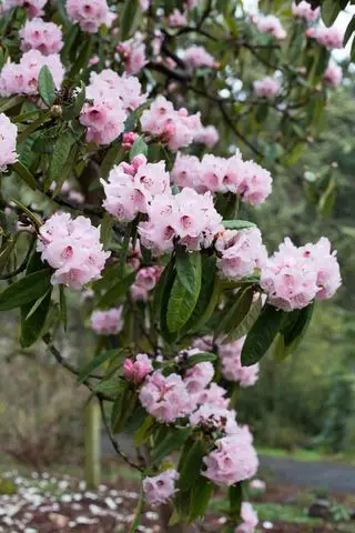 Når skal du beskjære rhododendron