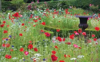 Ideen für den Hinterhof eines Ferienhauses – Wildblumenwiese
