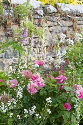 Blumen in einem Bauerngarten vor einer Trockenmauer