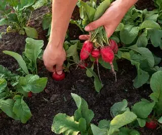 Cosechando rábanos del huerto