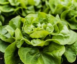 Primer plano de una lechuga verde que crece