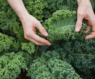 Manos recogiendo plantas de col rizada verde rizada