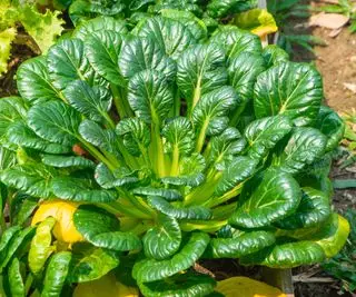 Primer plano de una planta tatsoi que crece