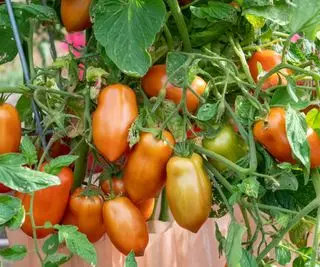 Tomates poussant sur un plant de tomate déterminé