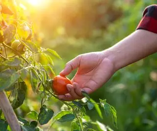 Tomates indeterminados vs determinados – conheça as diferenças com estas dicas de especialistas