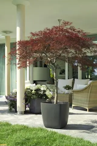 Fioriera con albero sulla terrazza