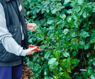 Taglio di una camelia sempreverde con cesoie da potatura