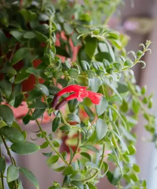 口紅の植物