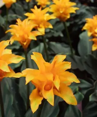 永遠の炎の植物