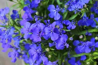Blå lobelia