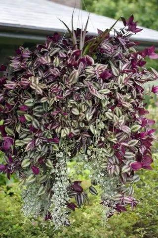 Tradescantia zebrina i hængende kurv
