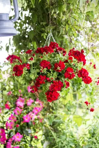 Røde pelargonier i hængende kurv
