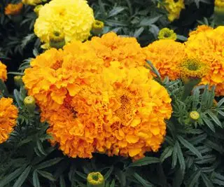 Soucis africains en fleur