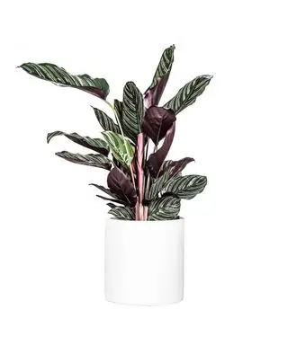 Rastliny s nízkym osvetlením Calathea Pinstripe