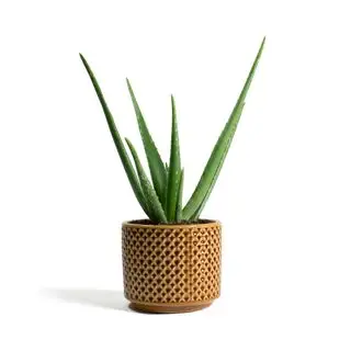 aloe vera v kvetináči na horčicu