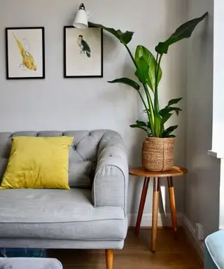 biely raj izbová rastlina feng shui