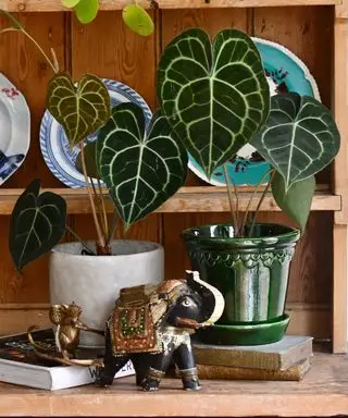Anthurium Clarinervium rastlina feng shui