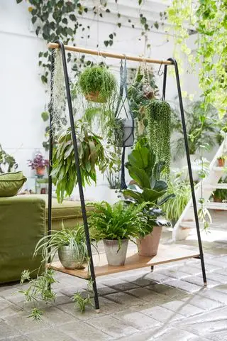 Plantas Feng Shui – 12 das melhores plantas para energia positiva