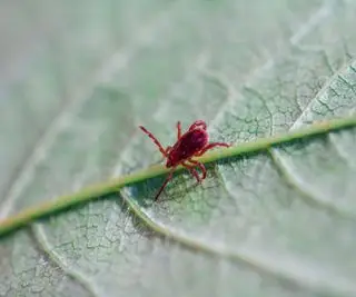 Cómo deshacerse de las niguas: destierre estos pequeños insectos rojos de su jardín