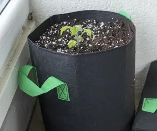 Pestovateľská taška v čiernej farbe s rastúcimi zemiakmi