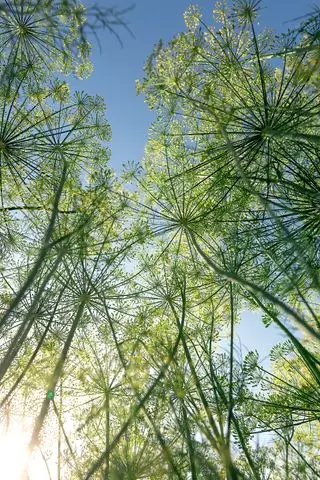 Blomstrende dild mod himlen