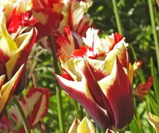 チューリップをいつどのように枯らすか – 来年の開花を良くするための専門家のアドバイス