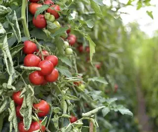 Tomater som vokser på en ubestemmelig tomatplante i et drivhus