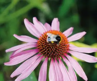 Bie på en rosa coneflower blomst