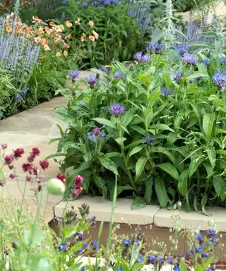 trinn og hagesti som fører gjennom fargerike blomsterbed