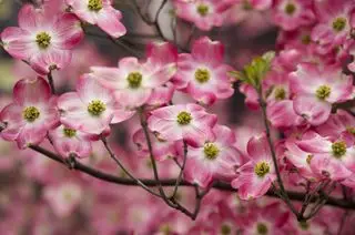 Cornejo rosado en primavera