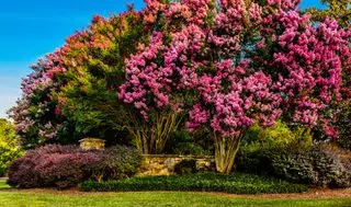 Crepe Myrtle que producen hermosos colores durante los meses de verano
