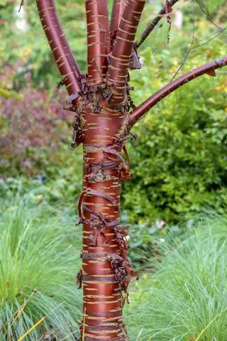 La corteza pelada de los árboles Prunus serrula