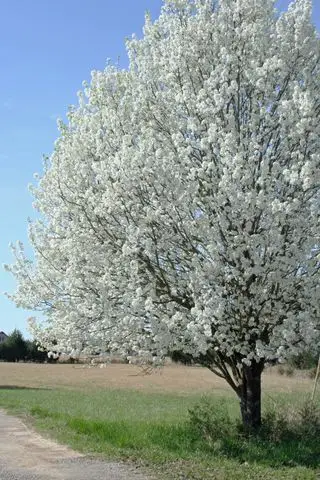 Bradford Pear Tree en plena primavera florece con muchas flores blancas