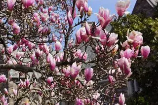 Magnolias floreciendo en el campus de la Universidad de Princeton, Nueva Jersey