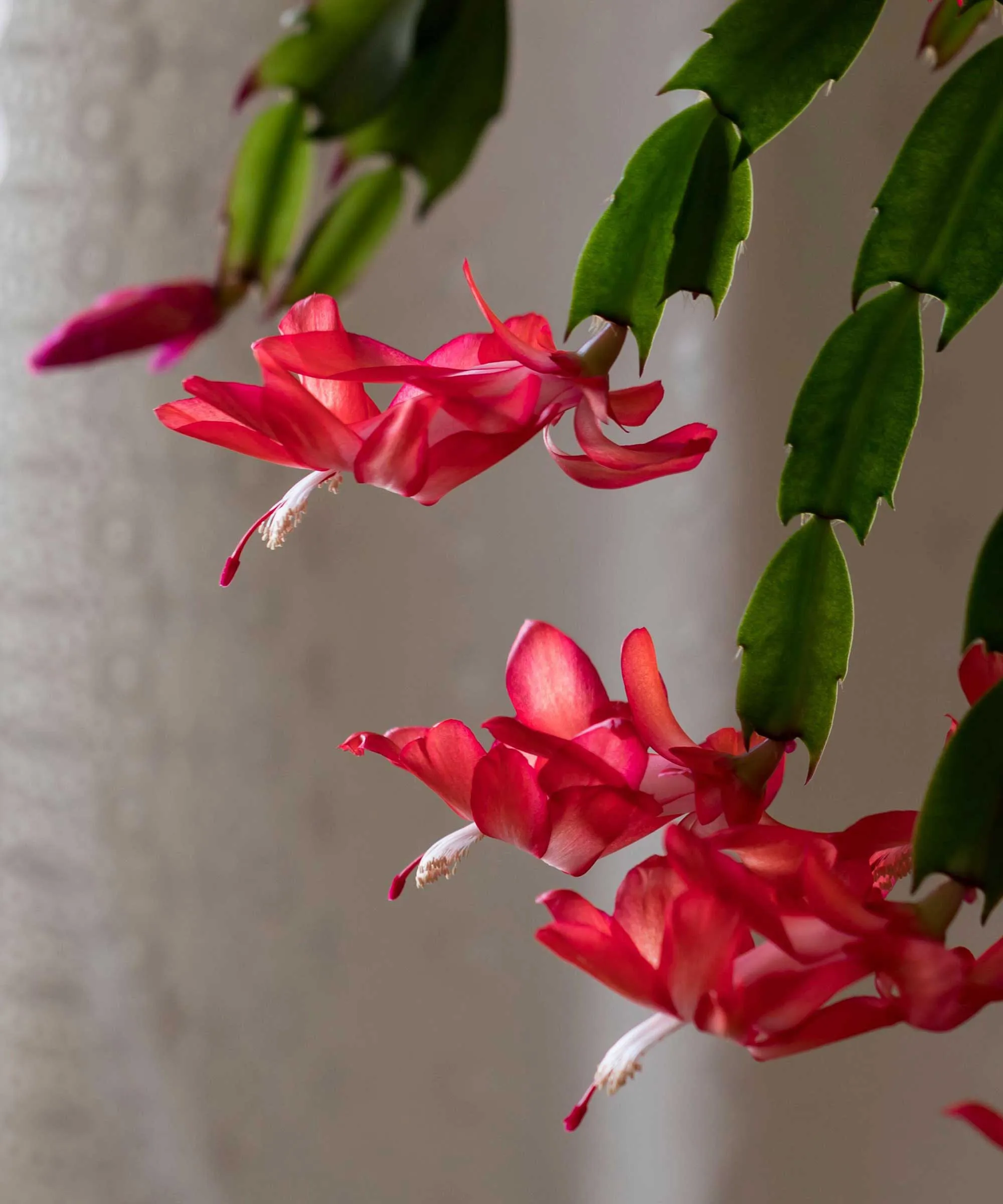 Flores de cacto de ação de graças' loading='lazy' title=